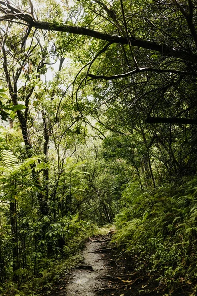 Λασπωμένο Μονοπάτι Πεζοπορίας Μετά Από Καταιγίδα Ένα Δάσος Της Χαβάης — Φωτογραφία Αρχείου