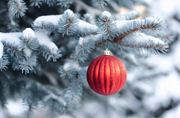 Rode Kerstbal Ornament Opknoping Van Besneeuwde Groenblijvende Boom Tak — Stockfoto