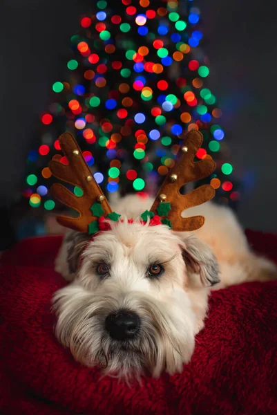 在圣诞树前穿着鹿角的可爱狗的画像 — 图库照片