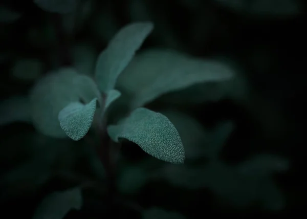 Макро Зелений Листя Лист Сад Колір Природа Зухвалість — стокове фото