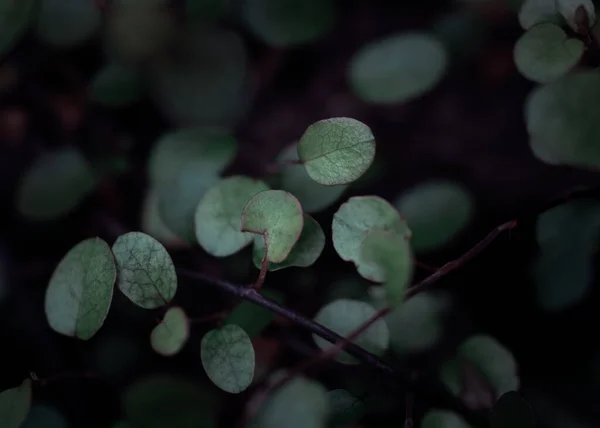 Makro Grün Blätter Blatt Garten Farbe Natur Launisch — Stockfoto