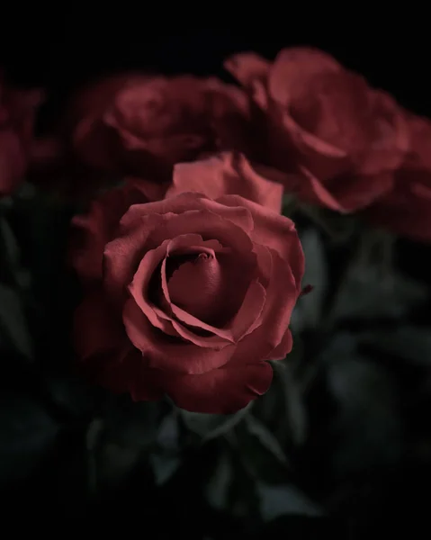 Makro Příroda Květiny Červené Červené Růže Náladové Tmavé Tajemné — Stock fotografie