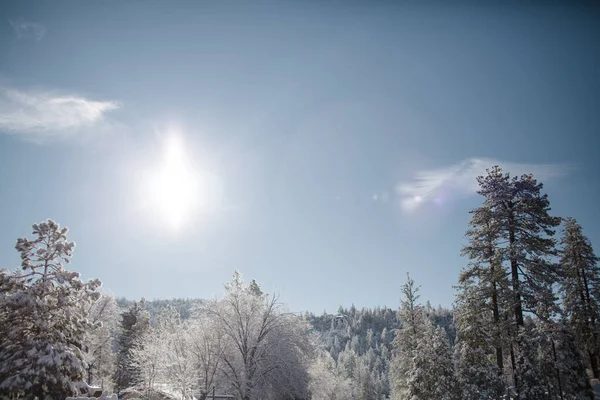 Χιονισμένα Δέντρα Μπλε Ουρανός Στο Idyllwild — Φωτογραφία Αρχείου