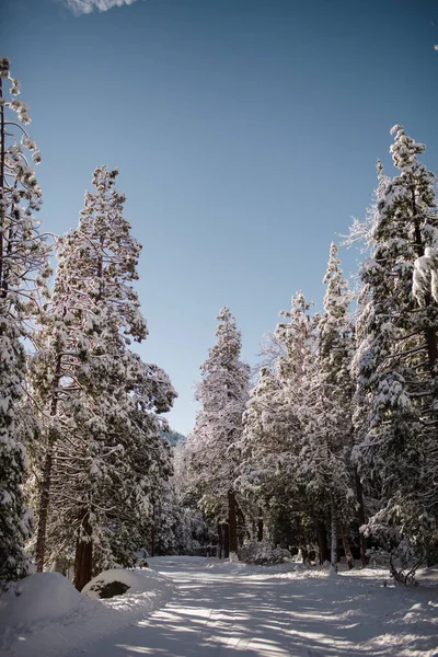 Χιόνι Καλύπτονται Street Δέντρα Idyllwild — Φωτογραφία Αρχείου