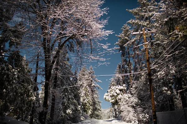 Snow Covered Street Árvores Idyllwild — Fotografia de Stock