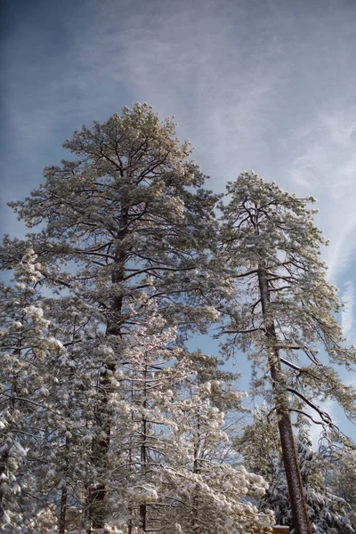 Arbres Enneigés Dans Idyllwild — Photo