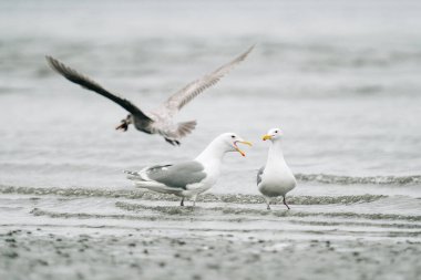Sahilde üç martı bir arada.