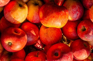 Bir avuç olgun elma.