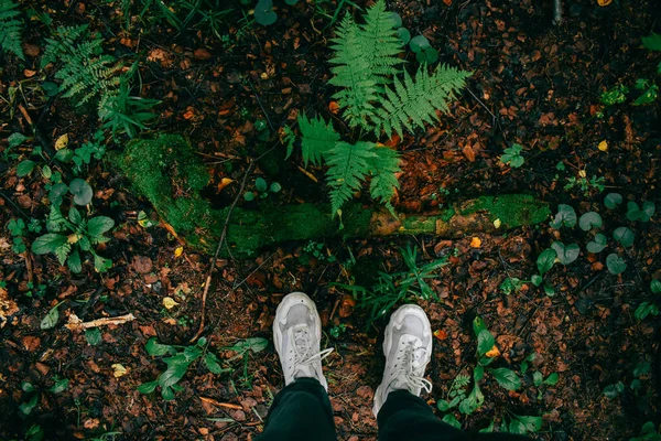 Пішли Гуляти Лісі — стокове фото