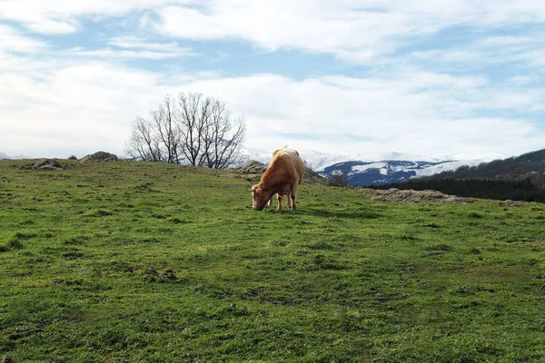 Kuh Weidet Landschaft Aus Schneebedeckten Bergen Und Grünem Gras — Stockfoto