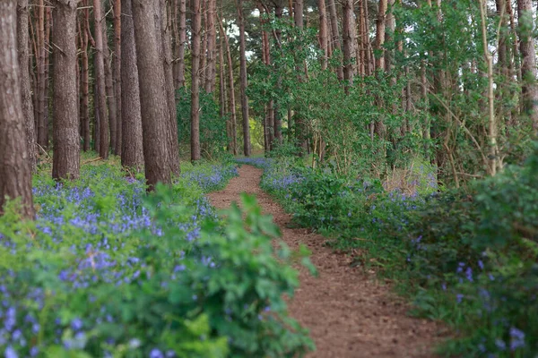 Tavasz Bluebell Wood Trail Angliában Nagy Britannia — Stock Fotó