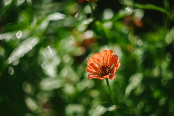 Oranje Zinnia Bloemen Groeien Tuin — Stockfoto