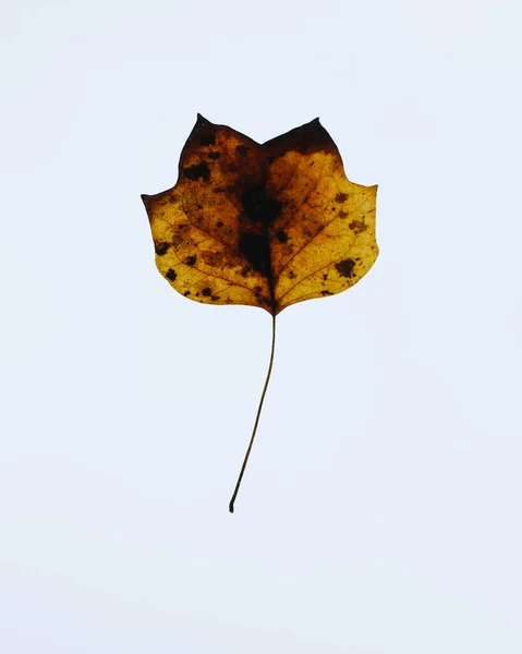 Feuilles Automne Sur Fond Blanc — Photo