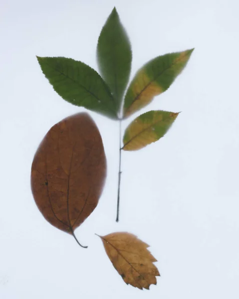 Herfstbladeren Een Witte Achtergrond — Stockfoto