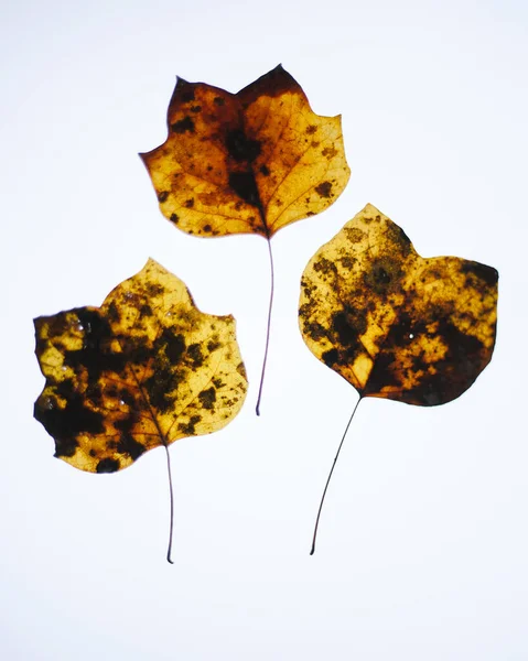 Herfstbladeren Een Witte Achtergrond — Stockfoto