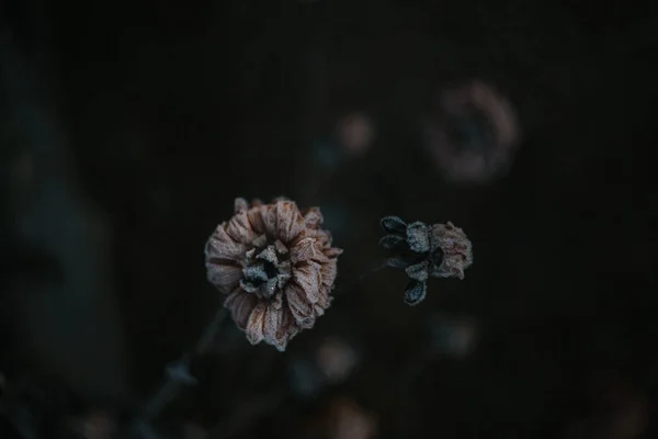 Frost Covered Dahlia Fleurs Dans Jardin — Photo