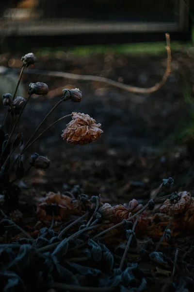 Mráz Zakryté Dahlia Květiny Zahradě — Stock fotografie