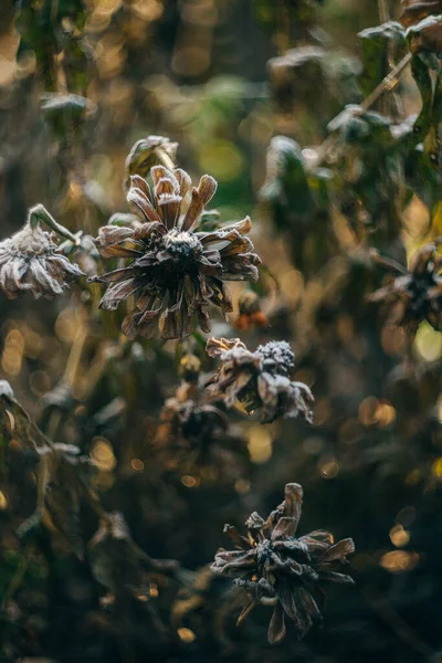 Frost Coberto Dahlia Flores Jardim — Fotografia de Stock