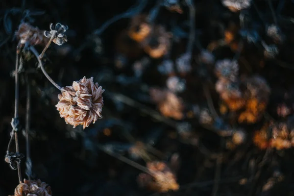 Frost Bedeckte Dahlienblüten Garten — Stockfoto