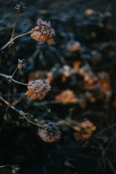 庭のフロストカバーダリアの花 — ストック写真