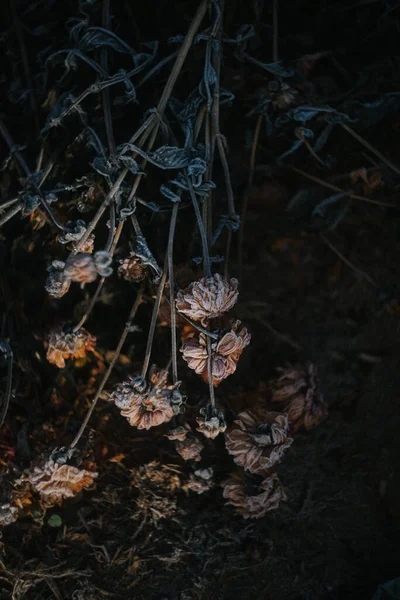 Fagy Borította Dahlia Virágok Kertben — Stock Fotó
