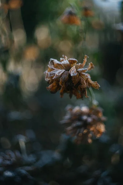 Buzlar Bahçedeki Dahlia Çiçeklerini Kapladı — Stok fotoğraf