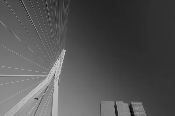 Дослідження Моста Еразма Центрі Роттердама — стокове фото