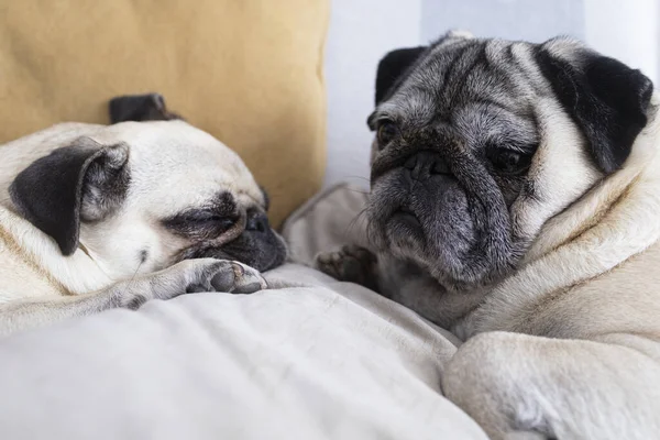 Two Dogs Relaxing Sofa Home Couple Pugs Home — Stock Photo, Image