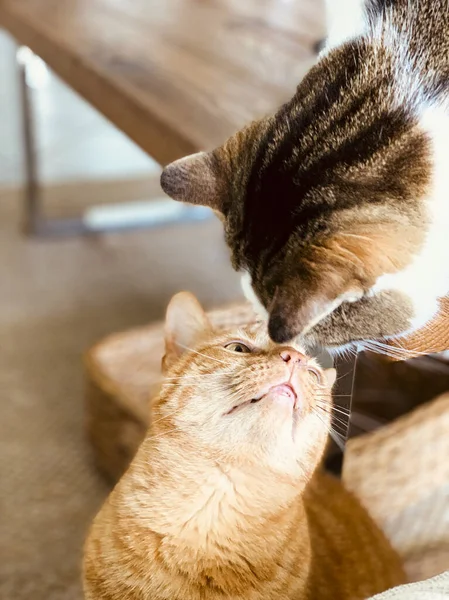Two Cats Kiss Apartment South Beach — Stock Photo, Image