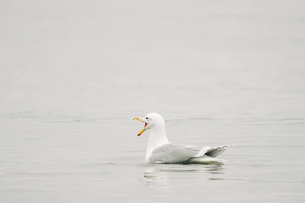 口を開けたままの海のカモメの側面図 — ストック写真