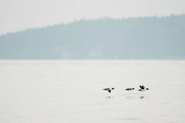 Altın Gözlü Ördeğin Birlikte Uçması Geniş Bir Görüş — Stok fotoğraf