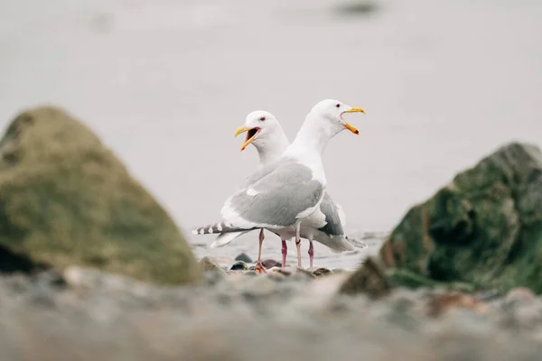 ビーチで一緒に泳いで2つの海のカモメの側面図 — ストック写真