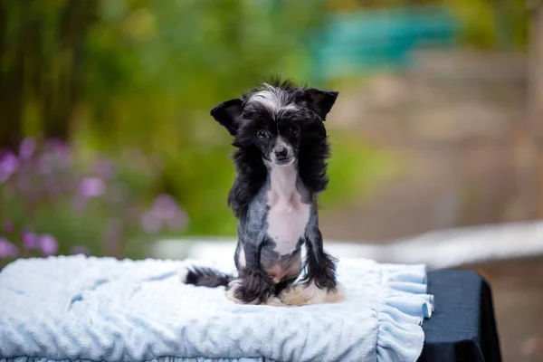 Chinese Kuif Hond Portret Natuurlijke Achtergrond — Stockfoto