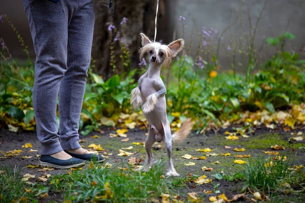 Kínai Crested Kutya Portré Természetes Háttér — Stock Fotó