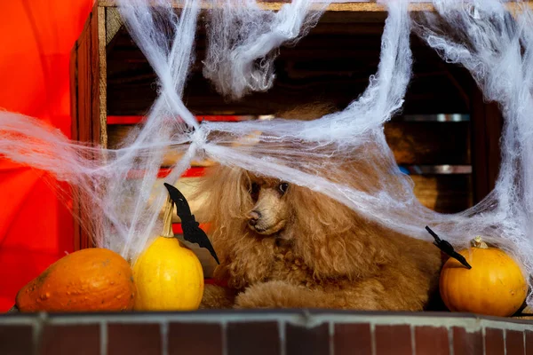 Festa Halloween Cane Barboncino Web — Foto Stock