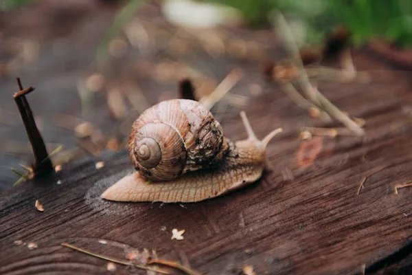 Burgundští Šneci Helix Pomatia Nebo Šneci Jsou Druh Šneků Římský — Stock fotografie