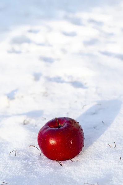 Roter Reifer Apfel Auf Dem Schnee — Stockfoto