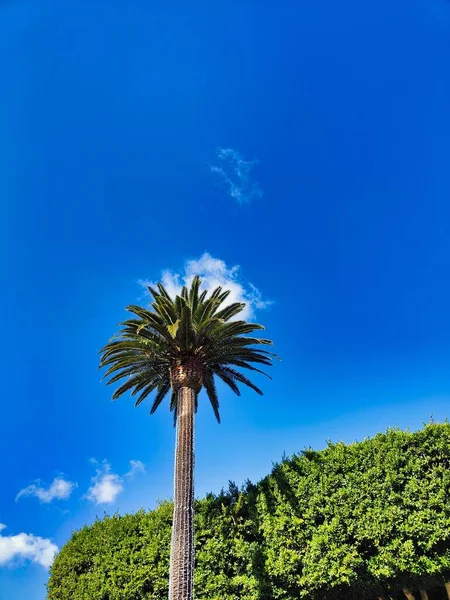 Tall Palm Park — Stock Photo, Image