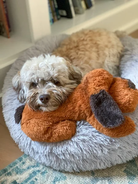 Havanese Puppy Lying His Bed Head Resting Stuffed Toy Dog — Stock Photo, Image