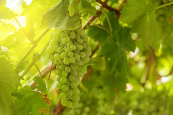 Wijngaarden Bij Zonsondergang Herfst Oogst — Stockfoto