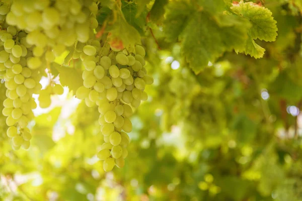 Wijnbouw Bij Zonsondergang Witte Druiven Opknoping Wijngaard — Stockfoto