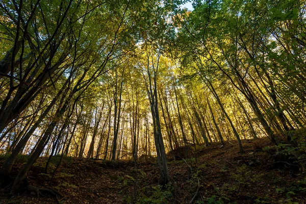 秋の森のブルガリアで見る — ストック写真