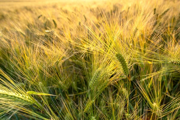 동안에는 요크셔 플래스 근처에서 보리가 띄었다 세계적으로 지방에서 재배되는 곡물식이다 — 스톡 사진