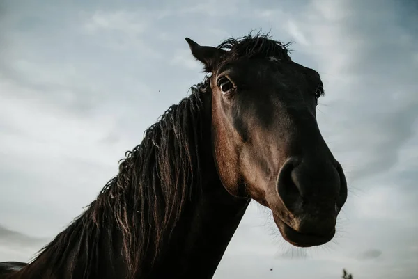 美しい黒馬の肖像画屋外 — ストック写真