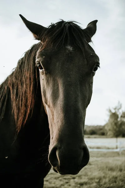 Крупный План Красивого Портрета Черной Лошади Открытом Воздухе — стоковое фото