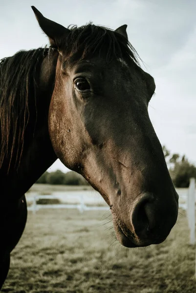 Primer Plano Hermoso Retrato Caballo Negro Aire Libre — Foto de Stock