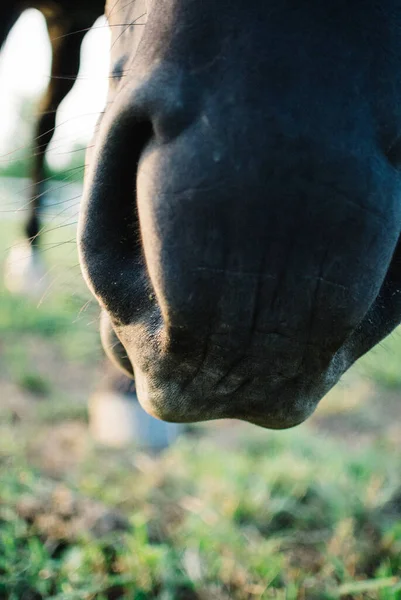 馬の鼻の閉鎖屋外 — ストック写真