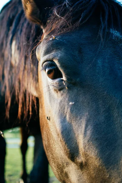 美しい黒い馬の閉鎖 — ストック写真