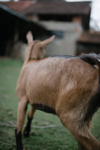 Zbliżenie Zdjęcie Brązowej Młodej Kozy Trawie — Zdjęcie stockowe