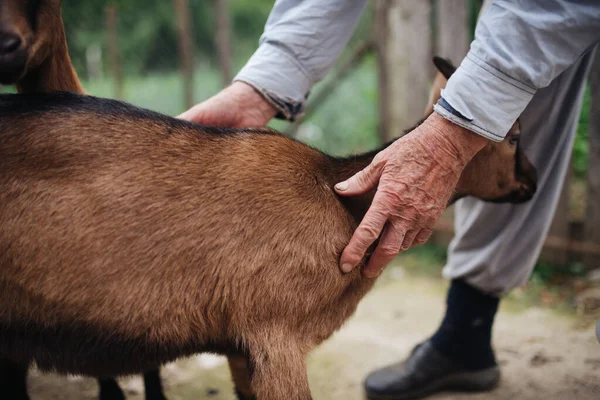 Granjero Está Acariciando Linda Cabra Granja — Foto de Stock